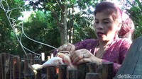 Pengalaman belasan tahun itu membuat perempuan yang biasa disapa Ibu Dayu ini menjadi akrab dengan sejumlah binatang buas (Nandhang Astika/detikTravel)