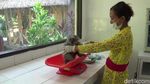 Foto: Para Kartini Pemberi Makan Binatang Buas di Bali