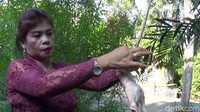 Di Hari Kartini kemarin, Sabtu (21/4/2018), Ibu Dayu berpenampilan berbeda, yakni mengenakan kebaya. Meski berkebaya ia tetap beraktivitas seperti biasa, yakni memberi makan buaya, singa hingga harimau (Nandhang Astika/detikTravel)