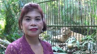 Inilah Ida Ayu Putu Diyatmini, sudah 15 tahun bekerja di Bali Zoo Singapadu, Gianyar (Nandhang Astika/detikTravel)