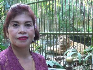 Sosok Kartini Pemberi Makan Binatang Buas di Bali