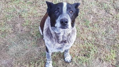 Ini Dia Para Anjing Pahlawan dari Seluruh Dunia