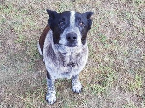 Bantu Temukan Bocah Hilang, Anjing Australia Terima Kehormatan
