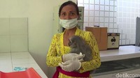 Sebagai tempat wisata dan wahana konservasi hewan, Bali Zoo memiliki puluhan pegawai termasuk keeper atau penjaga binatang. 5 Orang di antaranya adalah perempuan atau para Kartini (Nandhang Astika/detikTravel)