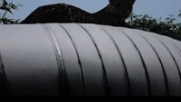 Sosial media diramaikan dengan video macam kumbang yang disebut-sebut berada di Kamojang, perbatasan Kabupaten Bandung dan Garut. Setelah berkoordinasi dengan Perhutani dan Pertamina, Kapolsek Ibun Iptu Asep Dedi memastikan macan kumbang di video itu bukan berada di kawasan Kamojang. (Foto: Dok. Istimewa)