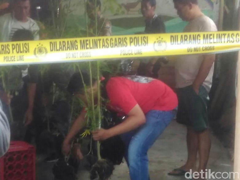 Kebun Ganja di Malang Berhasil Dibongkar Kebun Ganja di Malang Berhasil Dibongkar