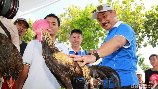 Kontes Ayam Bekisar dan Cat Show