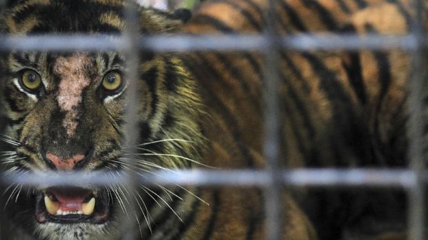 Kata Kata Bijak Tentang Harimau - SO PULSA