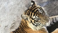 Hasil observasi tim medis terhadap harimau Bonita ternyata ditemukan tumor di bagian perut sisi kanannya. Kini tumor itu sudah diangkat dari perut Bonita.