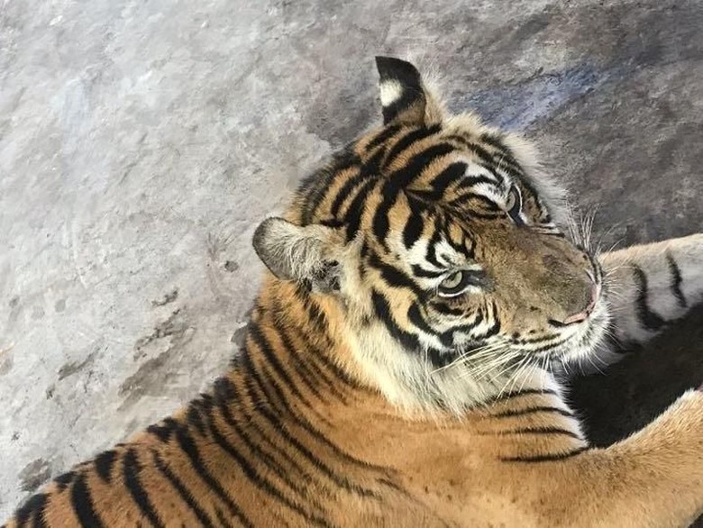 Fakta-fakta Harimau Bonita: Idap Tumor Hingga Obesitas Fakta-fakta Harimau Bonita: Idap Tumor Hingga Obesitas