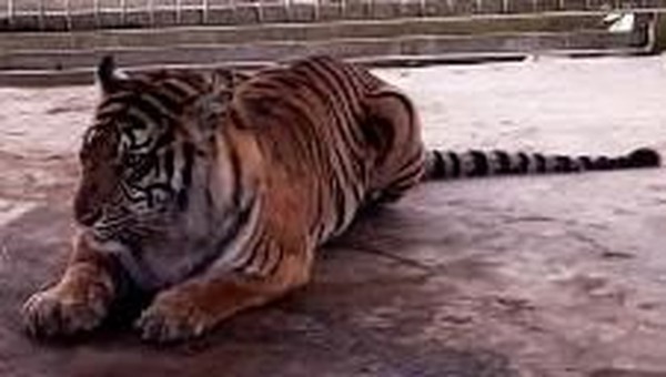 Akhir kisah penanganan harimau Bonita yang diburu sejak Januari hingga April 2018 ditunggu masyarakat. Akankah Bonita mati ditembak, tertembak, terjerat atau selamat? (dok. BBKSDA Riau)