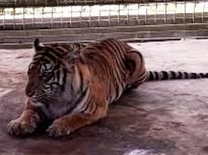 Harimau Liar Serang 4 Sapi Milik Warga Riau