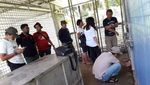 Penampakan Harimau Bonita di Dalam Kandang