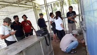 Sebagai satwa liar dan terganas di hutan, tampang Bonita menunjukan kewibawaannya sebagai raja hutan. Badanya juga terlihat ideal, tidak kurus. Lebih 3 bulan, tim terpadu dari BBKSDA Riau, TNI/Polri, WWF Riau, PKHS, Yayasan Asari, bergabung untuk mengevakuasi Bonita. Malah, ahli animal communicator wanita asal Kanada, Shakti turut serta membantu.