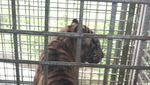 Penampakan Harimau Bonita di Dalam Kandang
