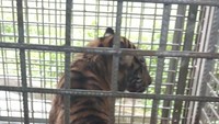 Bonita kini berada di pusat rehabilitasi harimau Sumatera di Kab Dharmasraya, Provinsi Sumatera Barat (Sumbar).