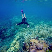 Melinda free diving di Raja Ampat