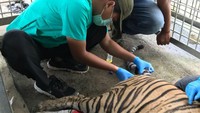 Kita senggol kaki belakangnya, eh Bonita terkesan memberikan kakinya lagi. Walau dia tak menatap ke tim, tapi kakinya dia julurkan. Ini kan aneh, kok satwa liar sekelas harimau bisa kayak begini, kata Haryono kebingungan.