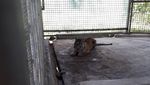 Penampakan Harimau Bonita di Dalam Kandang