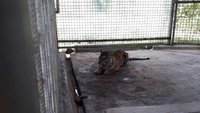 Tapi kini, dengan ditangkapnya Bonita lewat tembakan bius, tampang terlihat dengan jelas. Sebagai puncak predator karnivora, Bonita terlihat segar.