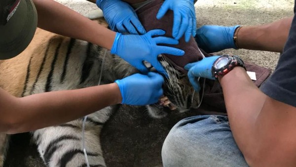 Harimau Bonita akhirnya bisa ditangkap dalam keadaan hidup. Di karantina, dia menjalani operasi tumor. (Foto: ist.)