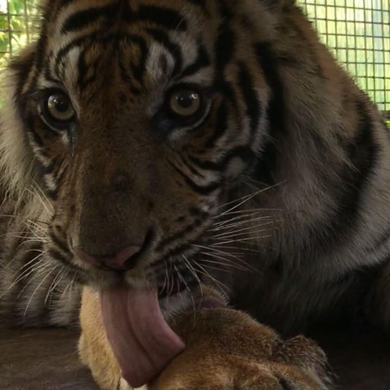 Ada Bekas Potongan Aneh di Telinga Harimau Bonita Ada Bekas Potongan Aneh di Telinga Harimau Bonita