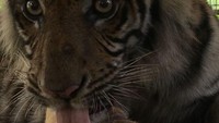 Jadi waktu Bonita sampai di Pusat Rehabilitasi Harimau Sumatera, tim medis melakukan obervasi. Saat itu ditemukan benjolan di perut Bonita, kata Kepala Balai Besar Konservasi Sumber Daya Alam (BBKSDA) Riau, Suharyono kepada detikcom, Senin (23/4/2018).