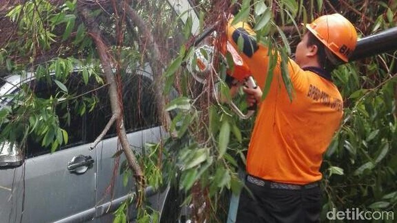 Pohon Tumbang Timpa Motor dan 2 Mobil di Kebumen Pohon Tumbang Timpa Motor dan 2 Mobil di Kebumen