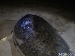 Punggung Penyu di Pantai Sukamade Luka, Ini Penampakannya