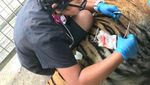 Bonita Kini, Operasi Tumor Sampai Diajak Main