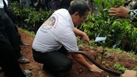 Tak hanya menyerahkan ayam, Amran juga turut menanam bibit pohon jeruk di salah satu pekarangan warga. Pool/Kementan.