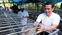 Sebanyak 40 kepala keluarga mendapatkan bantuan 50 ekor ayam kampung yang bisa menghasilkan telur per harinya. Selain itu mereka juga sekaligus mendapatkan kandang ayam yang terbuat dari rangka besi. Pool/Kementan.