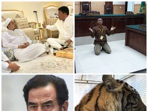 Berita Heboh: Kentut Ganti Nama, Harimau Bonita Dioperasi