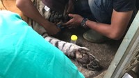 Sebelum tertangkap, Bonita memang dianggap aneh, karena nyaman dekat manusia. Saat diajak bermain, pelepah sawit yang sengaja disenggolkan ke tubuh Bonita dianggap bukan sebagai ancaman. Bonita sepertinya menganggap itu sebagai candaan.Tak hanya itu, saat tim menyenggol kaki belakangnya, kata Haryono, Bonita malah menjulurkan kakinya keluar dari kandang. Dia sepertinya benar-benar ingin bercanda.