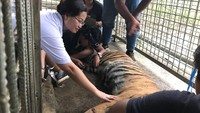 Kita usik dengan pelepah sawit, kok Bonita tak marah. Eh malah pelepah sawit dia gigit dan dimainin. Sama persis kalau kita lagi mainan sama kucing. Ini benar-benar tak lazim sebagai satwa liar, kata Kepala BBKSDA Riau Suharyono kepada detikcom, Senin (23/4/2018).
