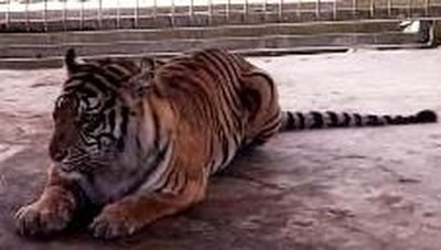 Penampakan Harimau Bonita di Dalam Kandang