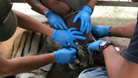 Sebelum tertangkap, Bonita memang dianggap aneh, karena nyaman dekat manusia. Saat diajak bermain, pelepah sawit yang sengaja disenggolkan ke tubuh Bonita dianggap bukan sebagai ancaman. Bonita sepertinya menganggap itu sebagai candaan.