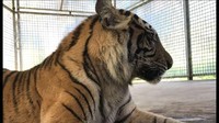 Selama dalam rehabilitasi, harimau Bonita ternyata suka dimanja dan bisa diajak bercanda.