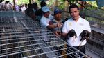 Aksi Mentan Bagi-bagi 50 Ekor Ayam ke 40 KK di Cianjur