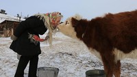 Sambil bermain ice skating, ia menjaga hewan-hewan ternaknya. Seperti ayam, sapi, dan lembu. Foto: Boris Slepnyov/Kopeyka
