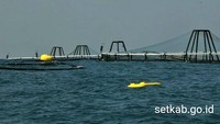 Komoditas ikan yang dibudidayakan di KJA Offshore adalah Kakap putih yang dapat diolah menjadi berbagai produk dengan pasar yang lebih luas. Istimewa/Setkab.