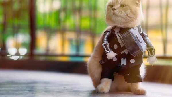 Lucunya Kucing Viral Bergaya Avengers