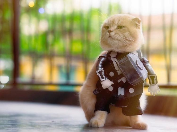Lucunya Kucing Viral Bergaya Avengers