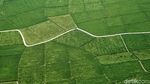 Perumahan dan Pabrik Bikin Lahan Sawah Menyusut