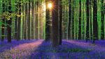 Foto: Hutan Biru Aneh Tapi Nyata di Belgia