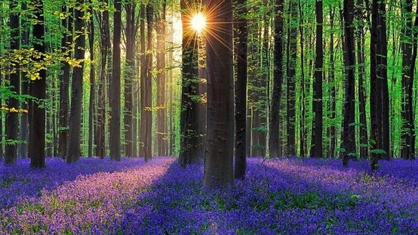 Foto: Hutan Biru Aneh Tapi Nyata di Belgia
