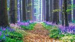Foto: Hutan Biru Aneh Tapi Nyata di Belgia