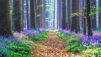 Hutan ini bernama Hutan Hallerbos atau dikenal dengan The Blue Forest. Hutan ini berada di Halle, Belgia. (manuereynolds/Instagram)