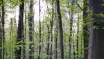 Foto: Hutan Biru Aneh Tapi Nyata di Belgia