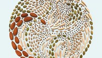 Coba deh kamu perhatikan dengan seksama? Meyer benar-benar menyusun potongan kacang dan biji-bijian ini secara detail. Polanya bikin kamu berdecak kagum! Foto: Instagram kmsalvagedesign